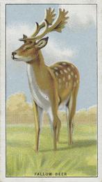 1924 Morris's Animals at the Zoo #33 Fallow Deer Front