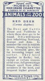 1924 Morris's Animals at the Zoo #34 Red Deer Back