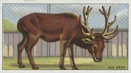1924 Morris's Animals at the Zoo #34 Red Deer Front