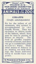 1924 Morris's Animals at the Zoo #35 Giraffe Back