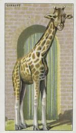 1924 Morris's Animals at the Zoo #35 Giraffe Front