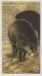 1924 Morris's Animals at the Zoo #40 Wild Swine Front