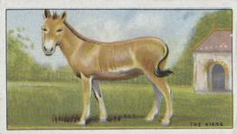 1924 Morris's Animals at the Zoo #44 The Kiang Front