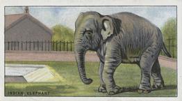 1924 Morris's Animals at the Zoo #45 Indian Elephant Front