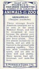 1924 Morris's Animals at the Zoo #46 Armadillo Back