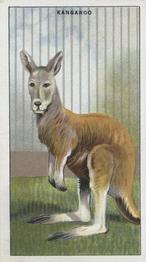 1924 Morris's Animals at the Zoo #47 Kangaroo Front