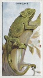 1924 Morris's Animals at the Zoo #48 Chameleon Front