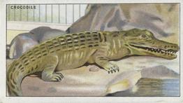 1924 Morris's Animals at the Zoo #50 Crocodile Front