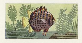 1961 Mills Aquarium Fish #4 Spotted Scat Front