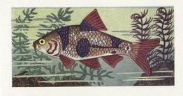1961 Mills Aquarium Fish #5 Clown Barb Front