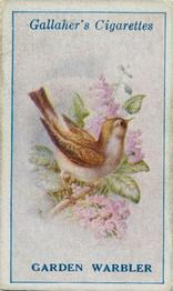 1923 Gallaher British Birds #2 Garden Warbler Front