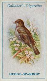 1923 Gallaher British Birds #3 Hedge Sparrow Front