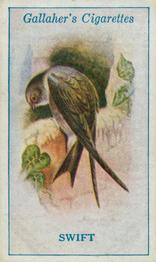 1923 Gallaher British Birds #4 Swift Front