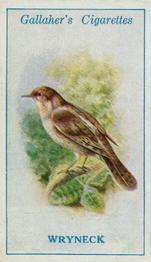 1923 Gallaher British Birds #5 Wryneck Front