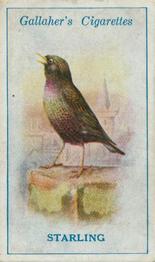 1923 Gallaher British Birds #14 Starling Front