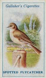 1923 Gallaher British Birds #15 Spotted Flycatcher Front