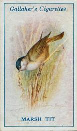 1923 Gallaher British Birds #22 Marsh Tit Front