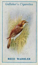 1923 Gallaher British Birds #29 Reed Warbler Front