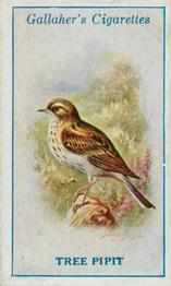1923 Gallaher British Birds #30 Tree Pipit Front