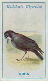 1923 Gallaher British Birds #34 Rook Front