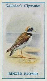 1923 Gallaher British Birds #35 Ringed Plover Front