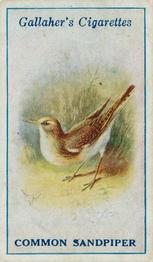 1923 Gallaher British Birds #36 Common Sandpiper Front