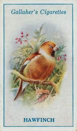 1923 Gallaher British Birds #37 Hawfinch Front