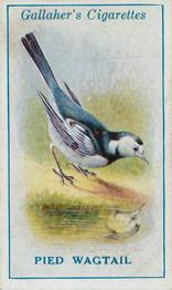 1923 Gallaher British Birds #39 Pied Wagtail Front