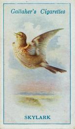 1923 Gallaher British Birds #41 Skylark Front