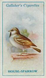 1923 Gallaher British Birds #45 House-Sparrow Front