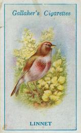1923 Gallaher British Birds #46 Linnet Front