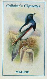 1923 Gallaher British Birds #47 Magpie Front