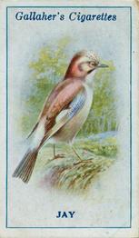 1923 Gallaher British Birds #48 Jay Front