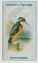 1923 Gallaher British Birds #52 Kingfisher Front