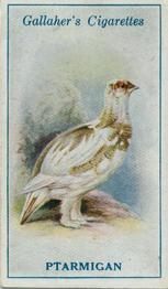 1923 Gallaher British Birds #59 Ptarmigan Front