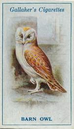 1923 Gallaher British Birds #60 Barn Owl Front