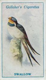 1923 Gallaher British Birds #61 Swallow Front