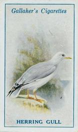 1923 Gallaher British Birds #62 Herring Gull Front