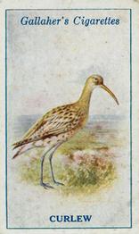 1923 Gallaher British Birds #63 Curlew Front