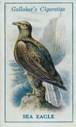 1923 Gallaher British Birds #70 Sea Eagle Front