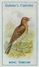 1923 Gallaher British Birds #71 Song Thrush Front