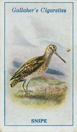 1923 Gallaher British Birds #74 Snipe Front