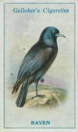 1923 Gallaher British Birds #78 Raven Front
