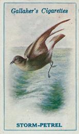 1923 Gallaher British Birds #81 Storm-Petrel Front