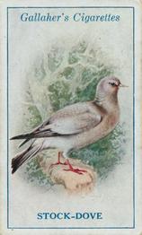 1923 Gallaher British Birds #90 Stock-Dove Front