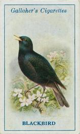 1923 Gallaher British Birds #94 Blackbird Front