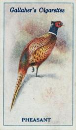 1923 Gallaher British Birds #96 Pheasant Front