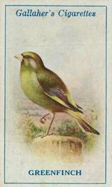 1923 Gallaher British Birds #99 Greenfinch Front