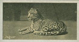 1925 Carreras A “Kodak” at the Zoo (Second Series of 50) #4 Jaguar Front