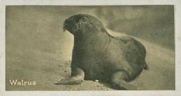 1925 Carreras A “Kodak” at the Zoo (Second Series of 50) #13 Walrus Front